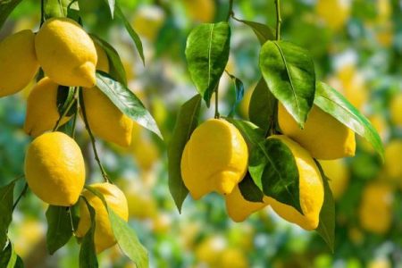 بعد ارتفاع أسعارها .. الزراعة تفتح باب استيراد اللحوم والليمون